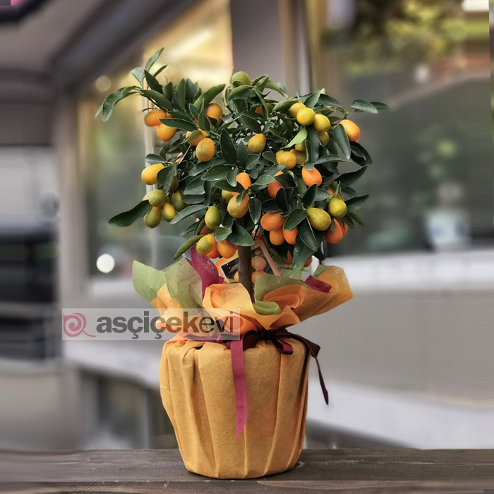 Kumkuat Ağacı