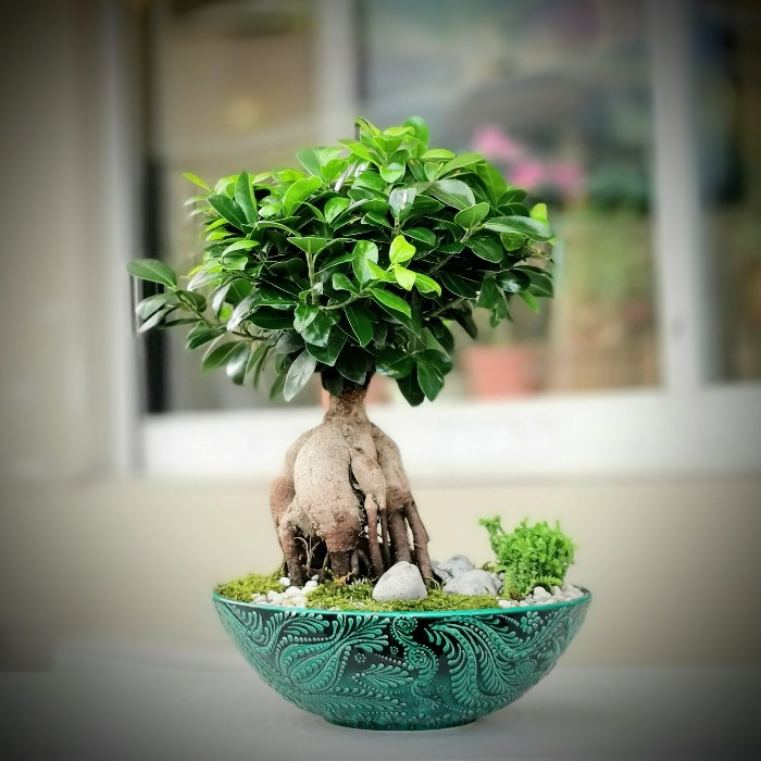 Ficus microcarpa Ginseng