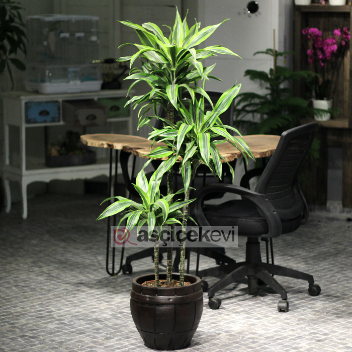 Dracaena Lemon Line