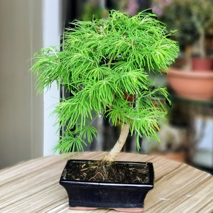 Pseudolarex Bonsai alt