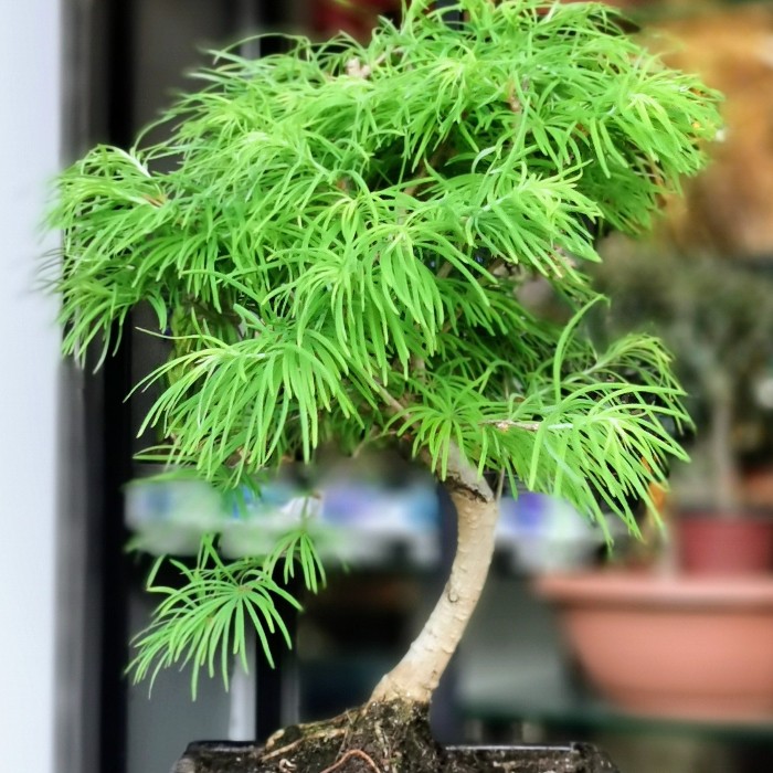 Pseudolarex Bonsai