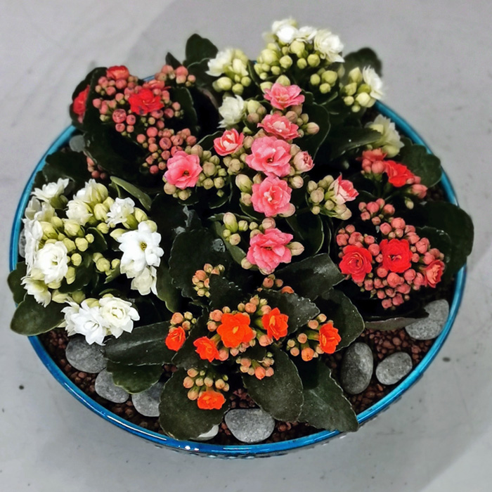 Rengarenk Kalanchoe