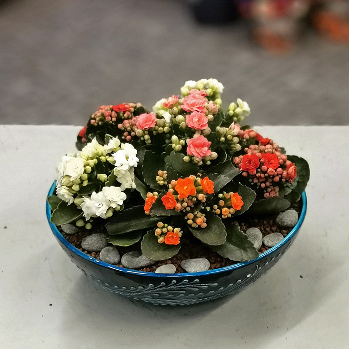 Rengarenk Kalanchoe