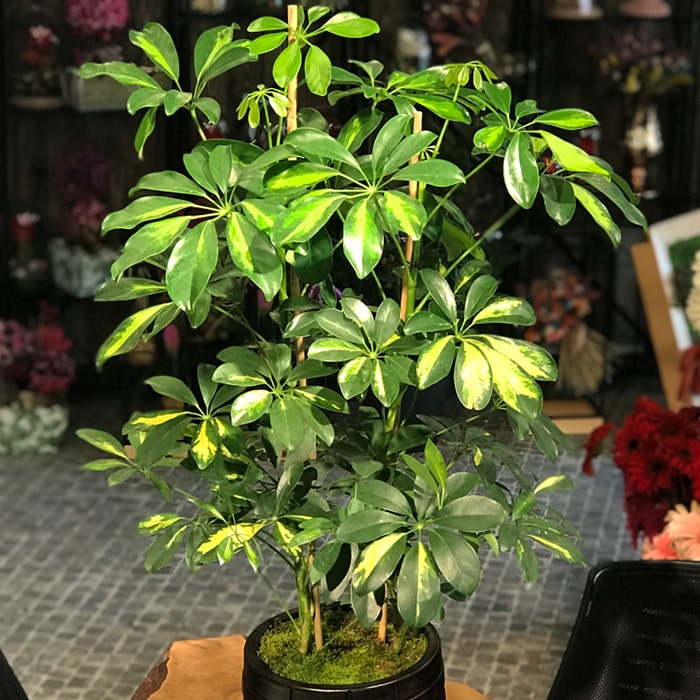 Schefflera Bitkisi