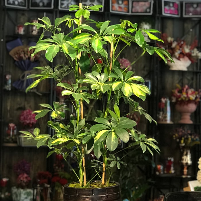 Schefflera Bitkisi