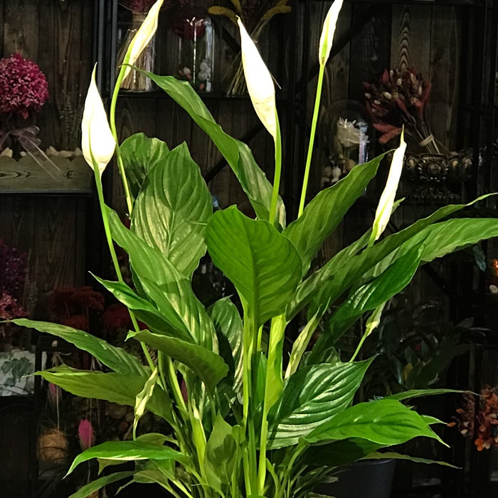 Barış Çiçeği - Spatifilyum alt