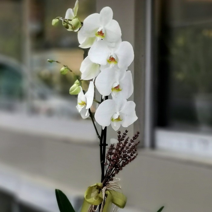 Tek Dallı Beyaz Orkide