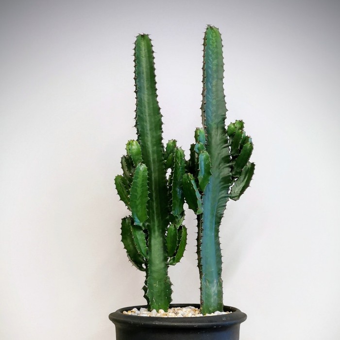 Euphorbia Trigona Cactus