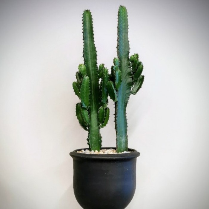 Euphorbia Trigona Cactus