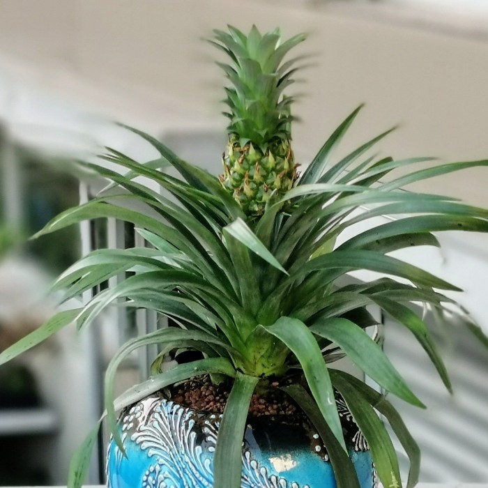 Ananas Comosus