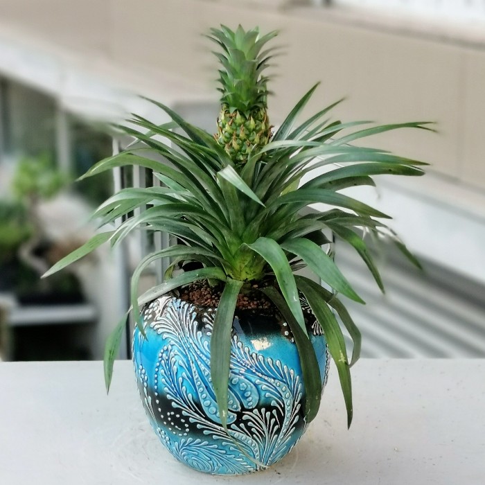 Ananas Comosus alt