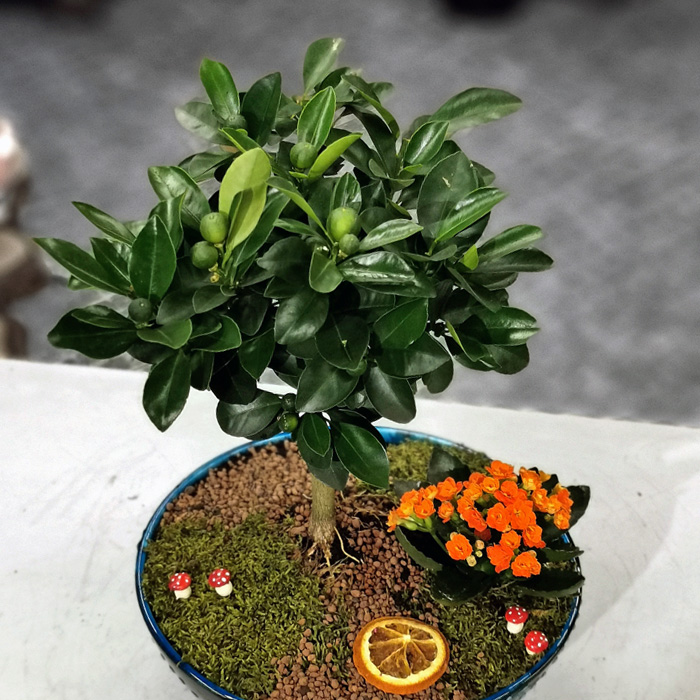 Minyatür Mandalina