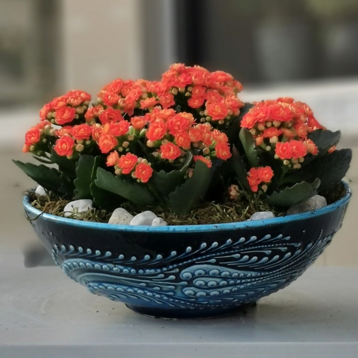 Turuncu Kalanchoe