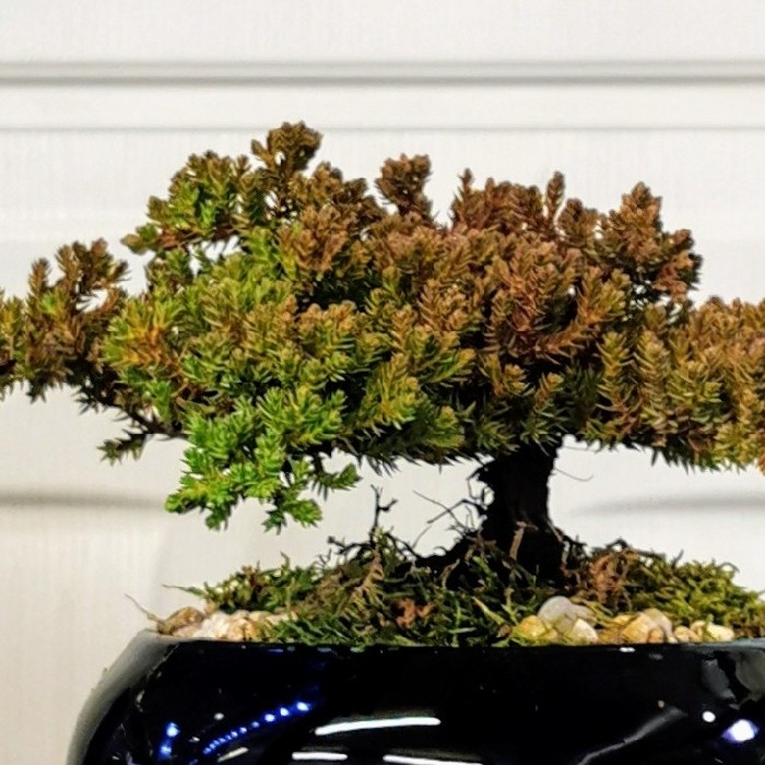 Ardıç Bonsai - Juniperus alt