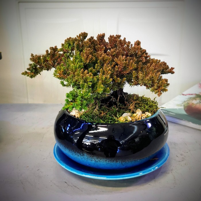 Ardıç Bonsai - Juniperus