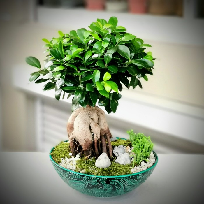 Ficus microcarpa Ginseng alt