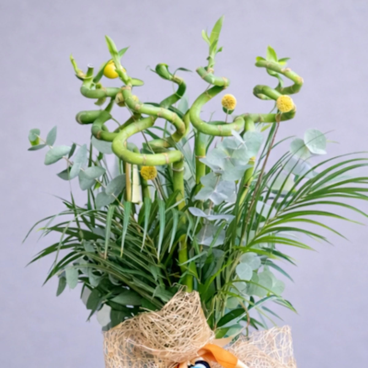 İyi Şanslar 5 Bambu