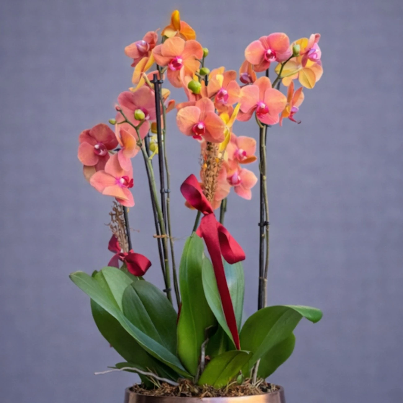 Bakır Saksı Surf Song Orkideler