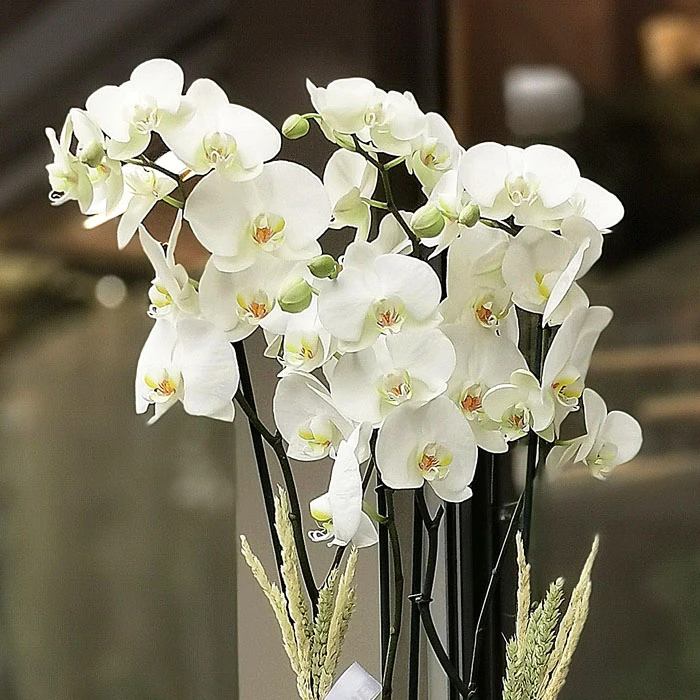 Metal Saksıda Orkideler