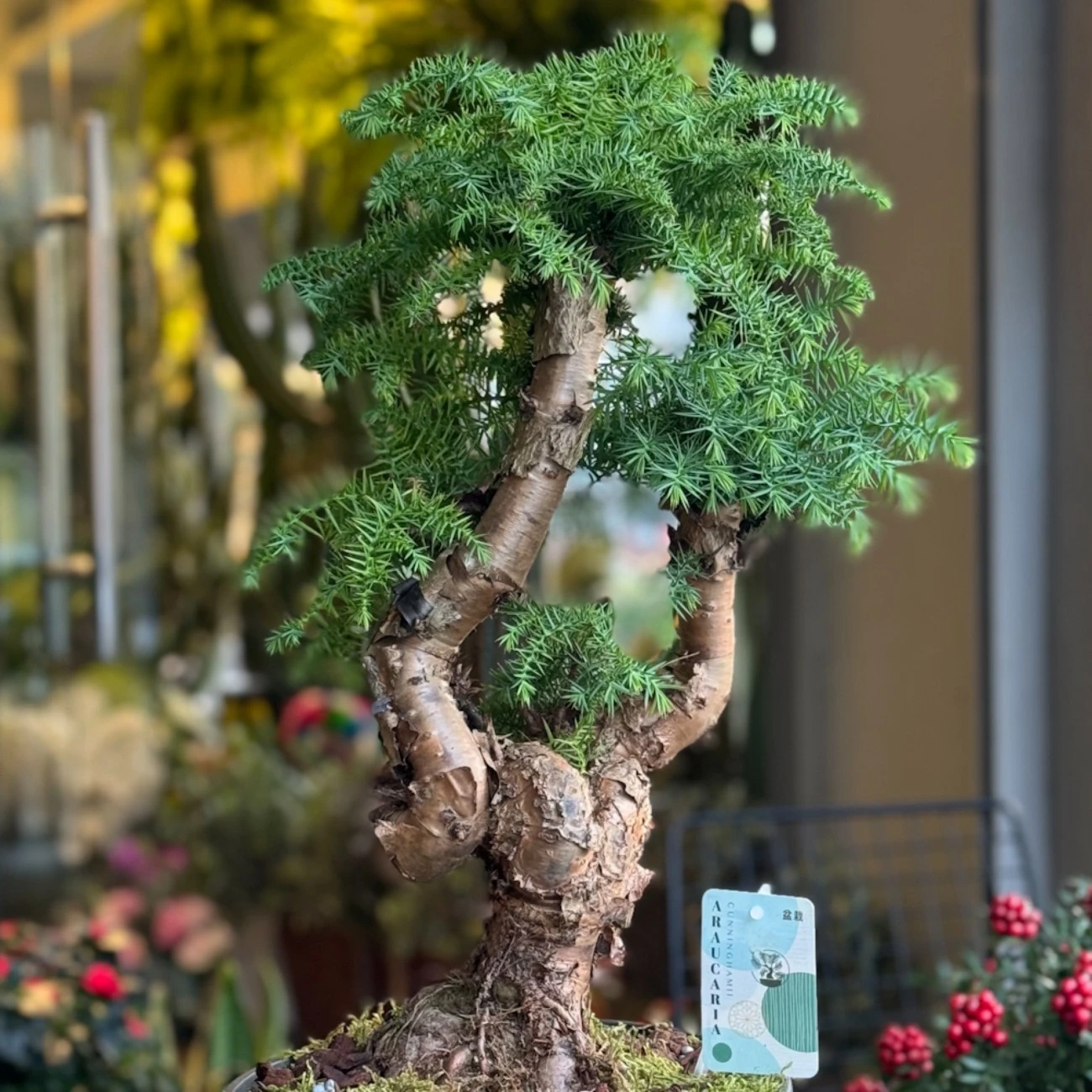 Araucaria Bonsai (Çam Bonsai)