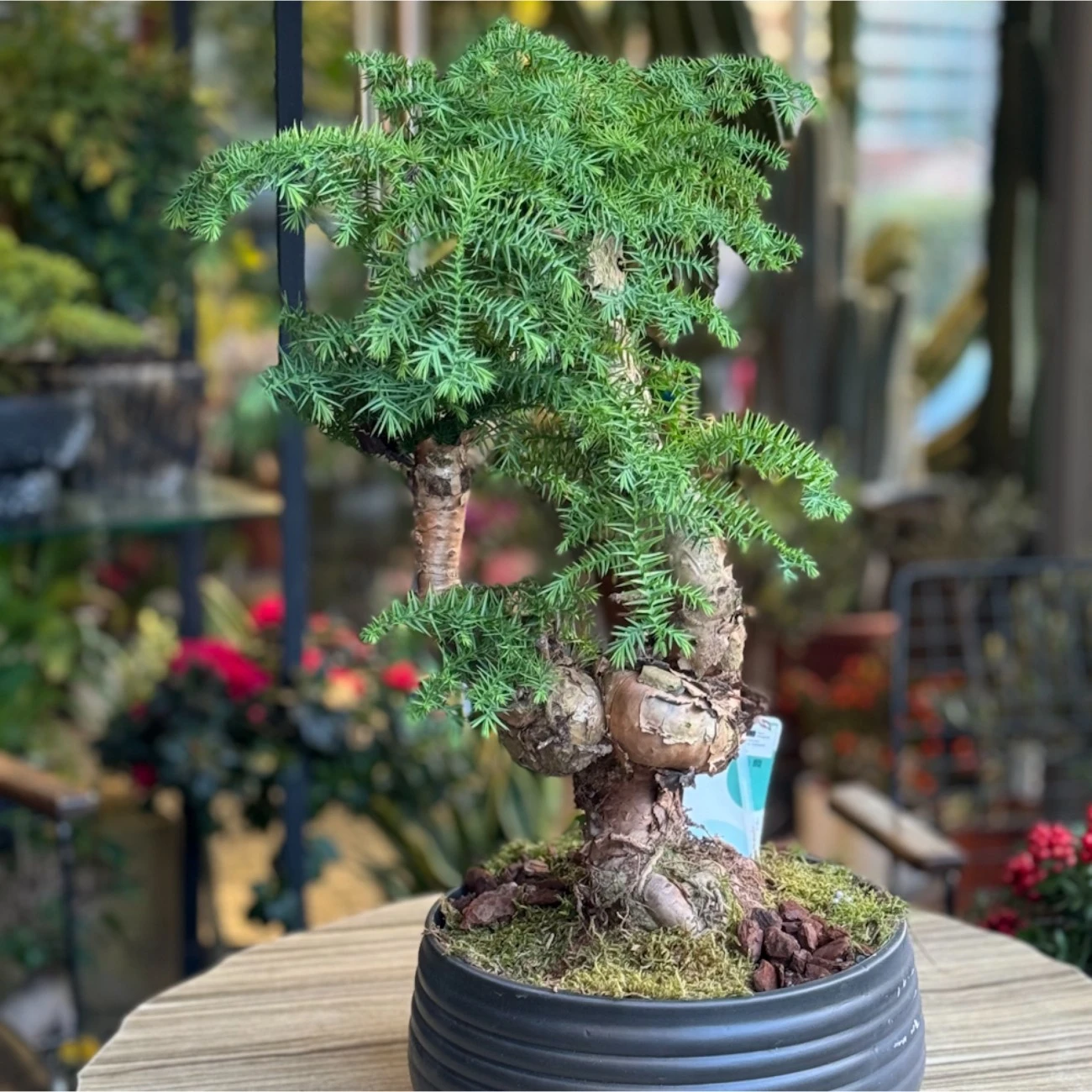 Araucaria Bonsai (Çam Bonsai)
