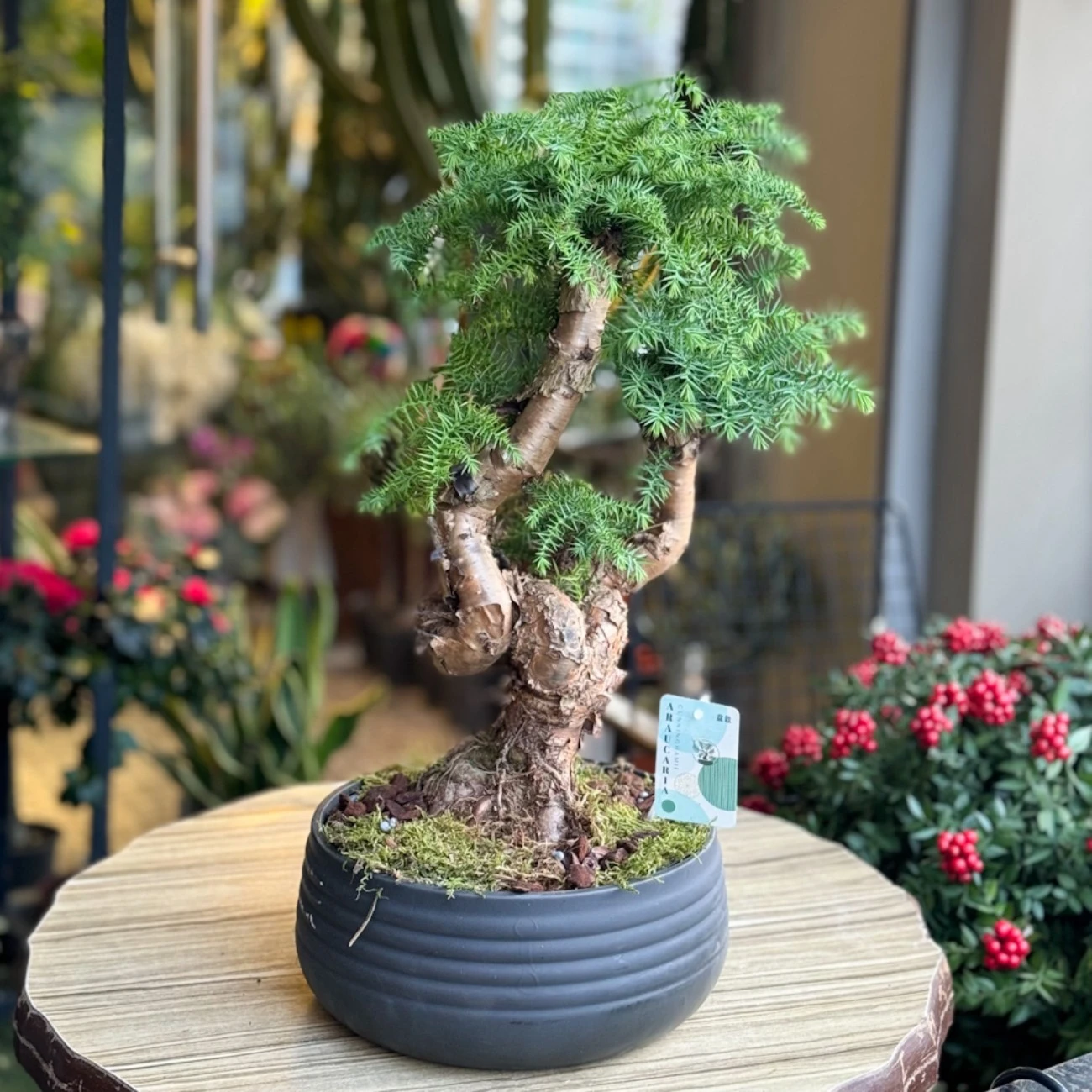 Araucaria Bonsai (Çam Bonsai)