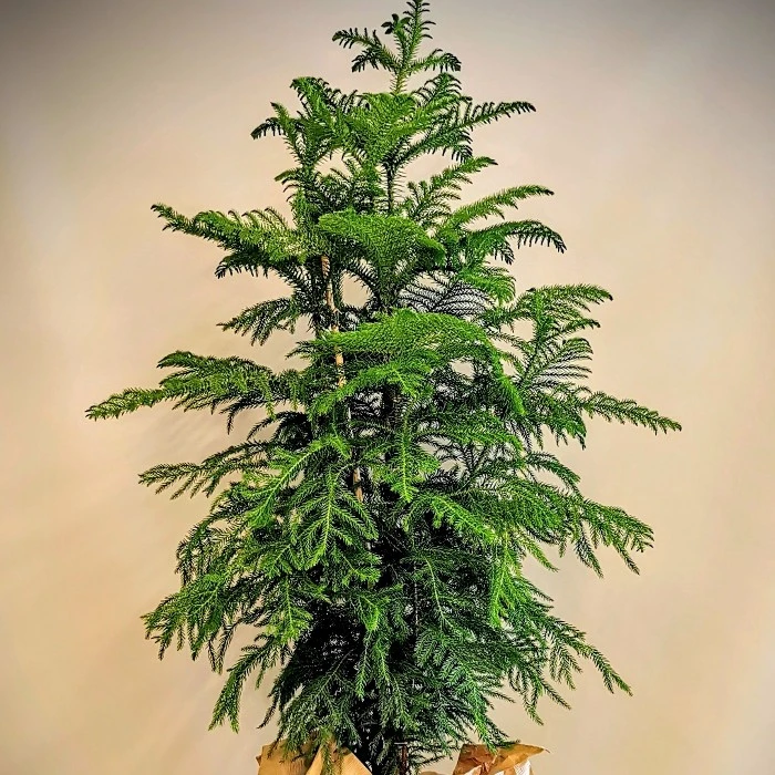 Araucaria Heterophylla