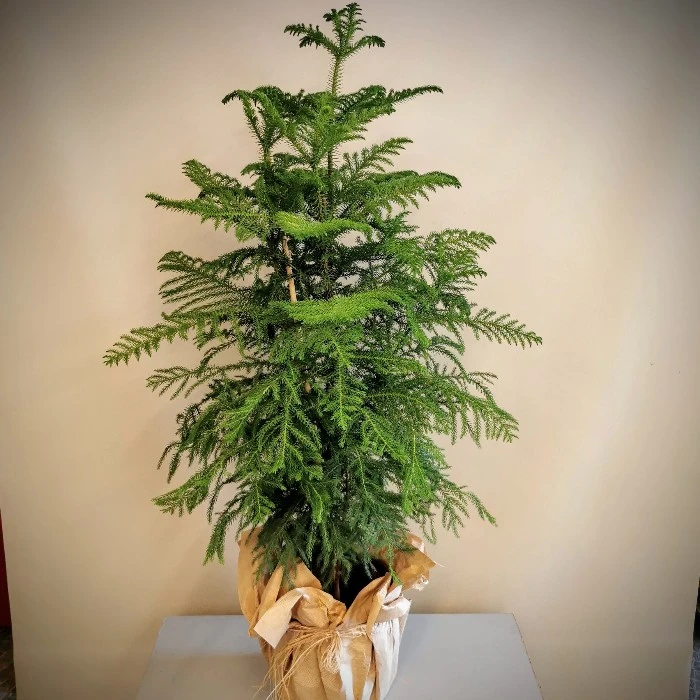 Araucaria Heterophylla