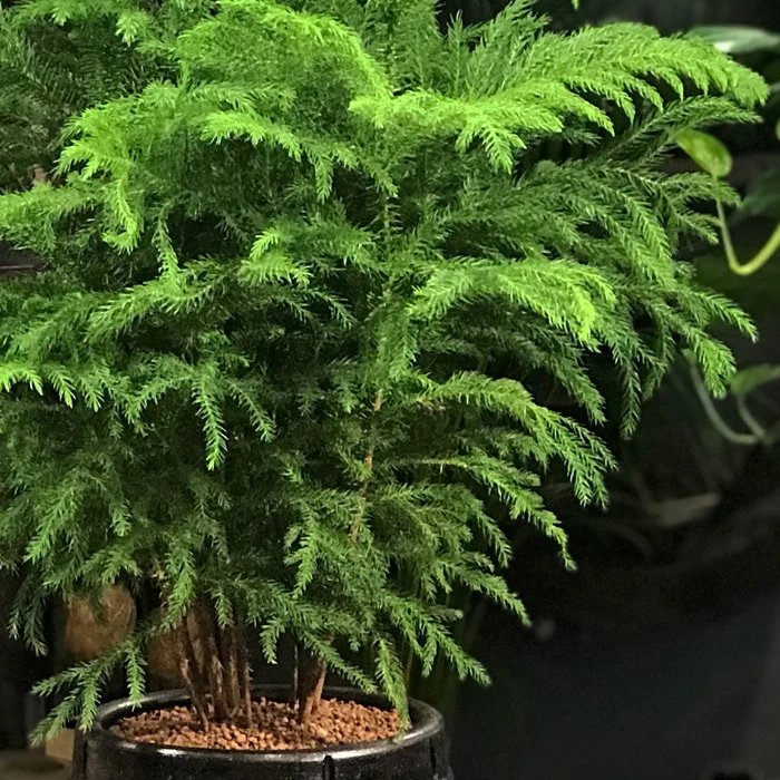 Araucaria Çam Ağacı