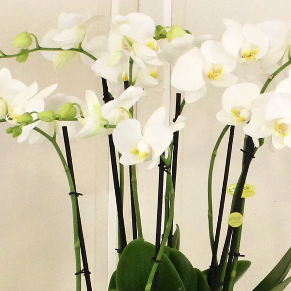 6 Dallı Beyaz Orkide