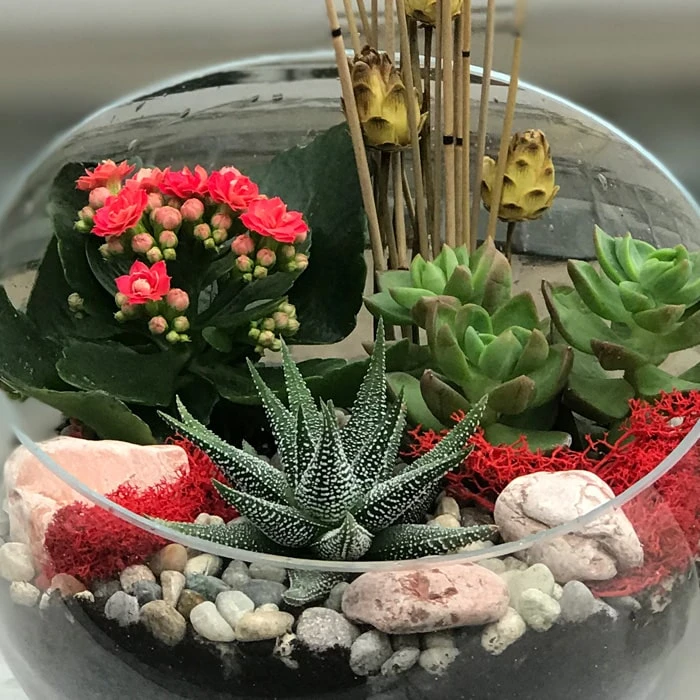 Beşiktaş Terraryum