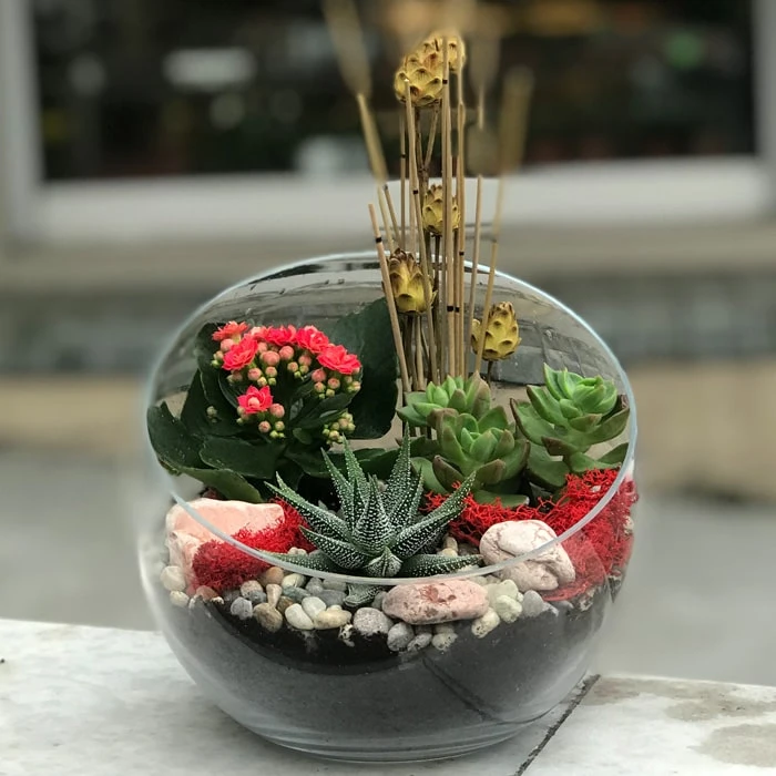 Beşiktaş Terraryum