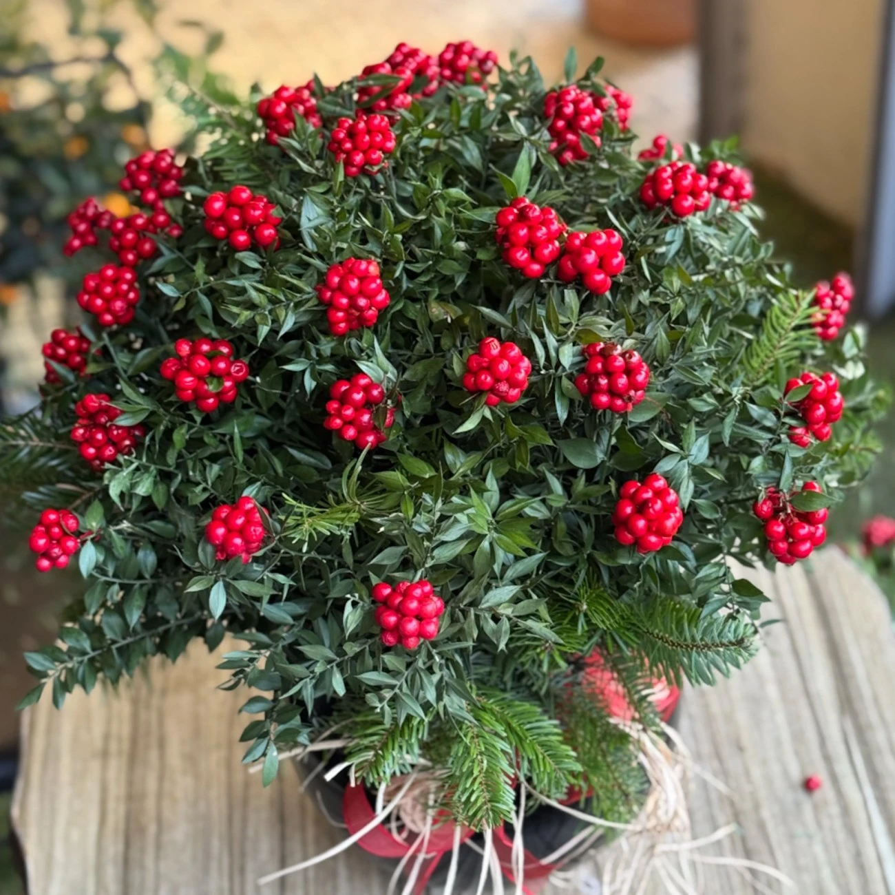 Yılbaşı Şansı Kokinalar