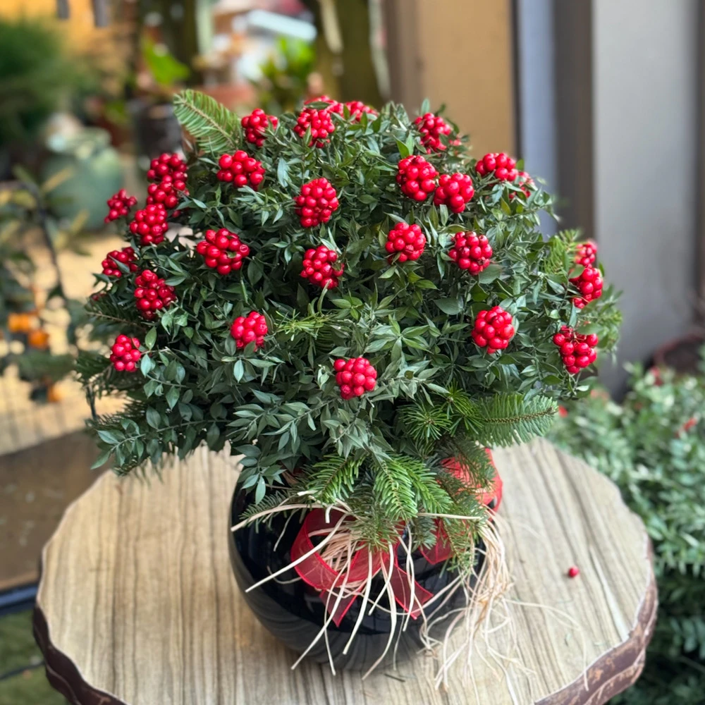 Yılbaşı Şansı Kokinalar