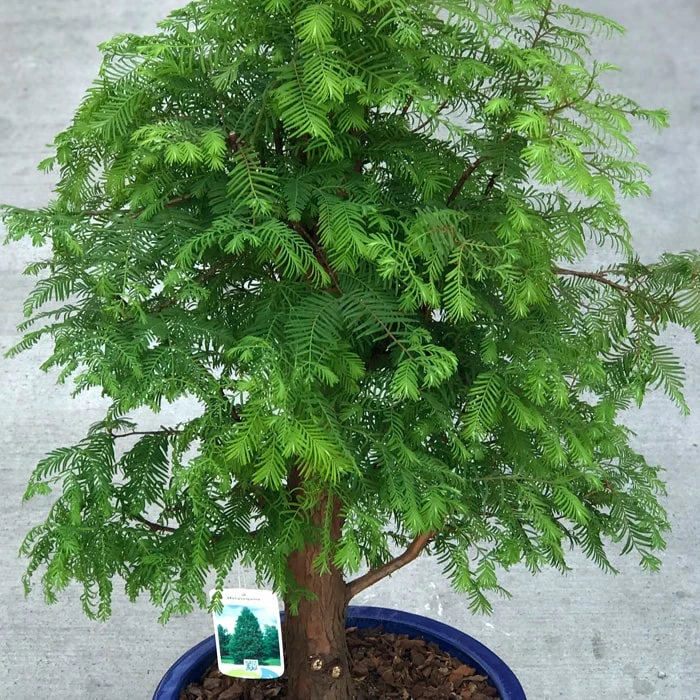 Büyük Larex Bonsai