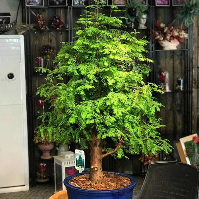 Büyük Larex Bonsai