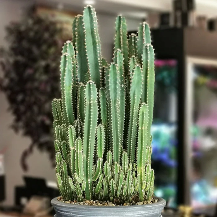 Cereus Fairy Castle Caktus