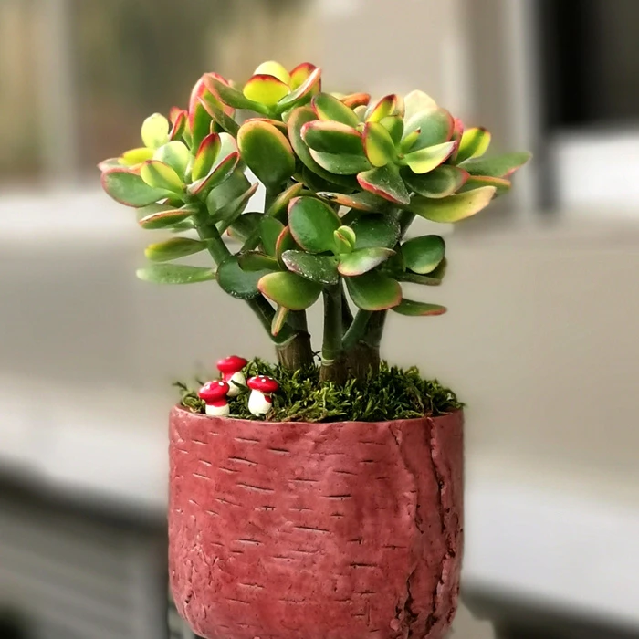 Crassula Hobbit