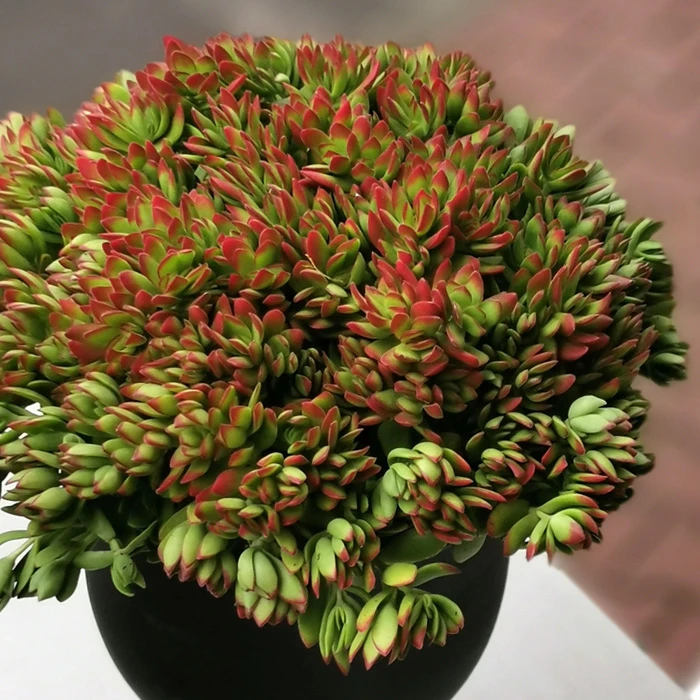Crassula Nudicaulis