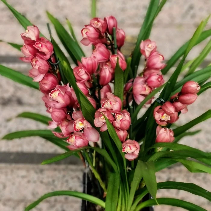 Cymbidium Orkide