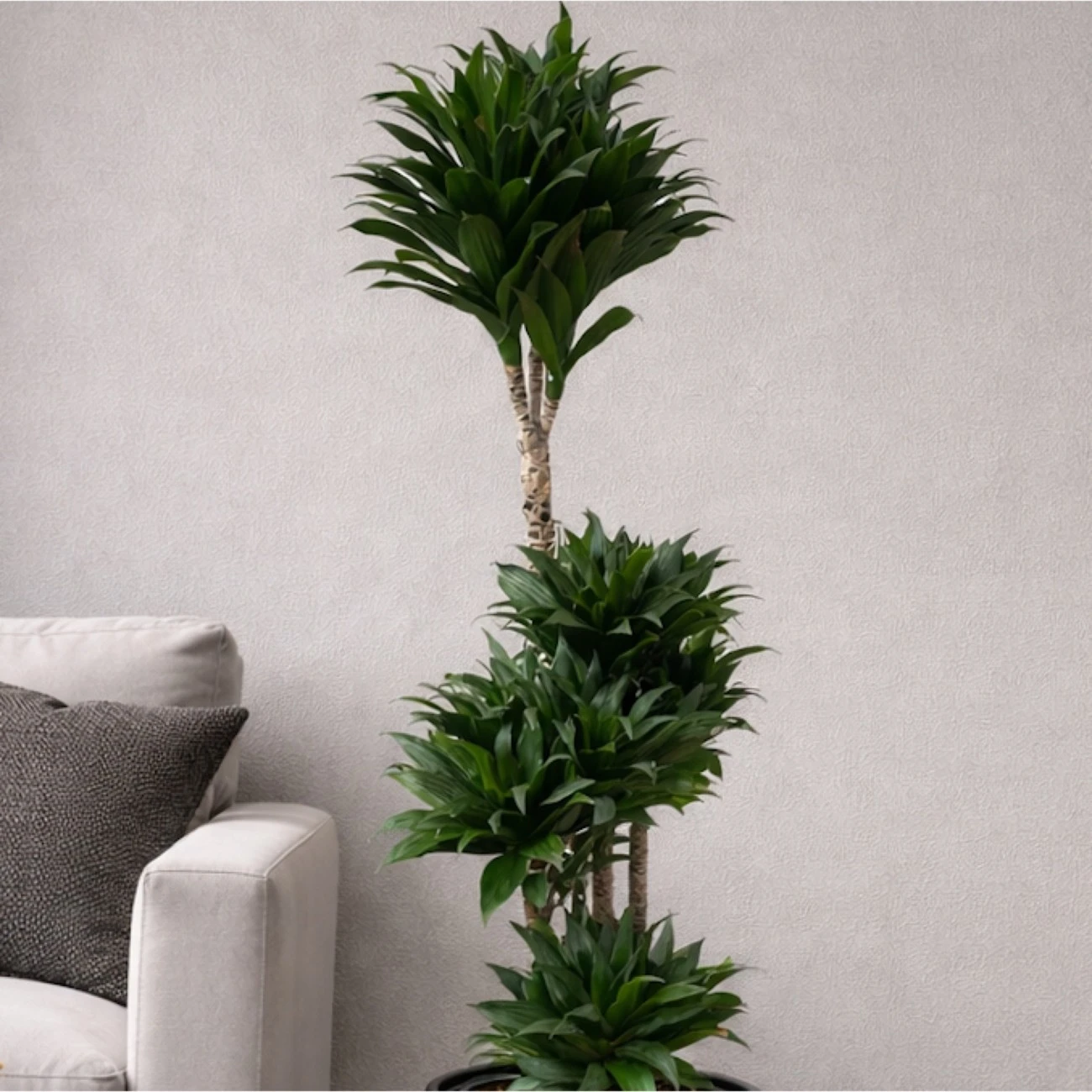 Dracaena Compacta – 4 lü Salon Bitkisi