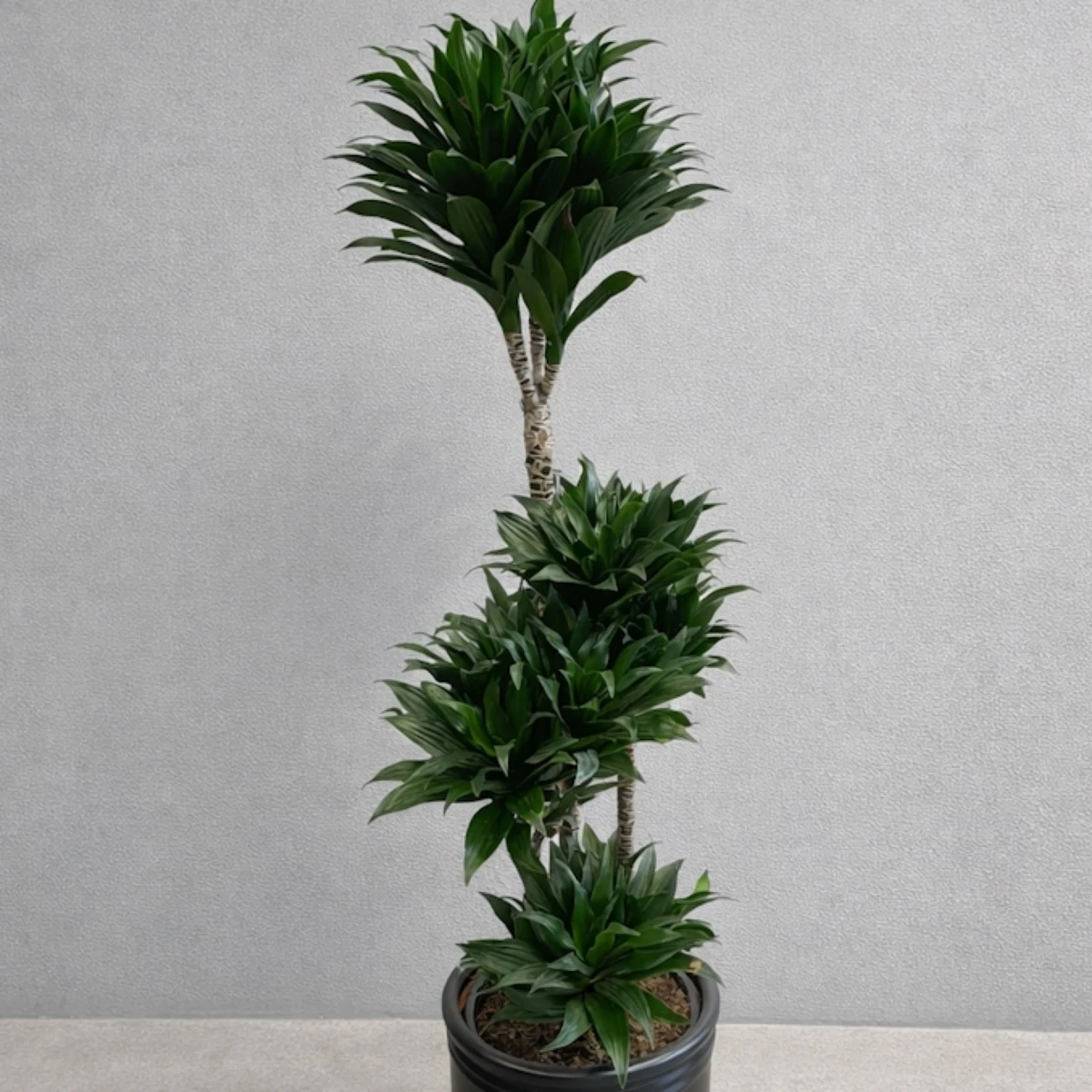 Dracaena Compacta – 4 lü Salon Bitkisi