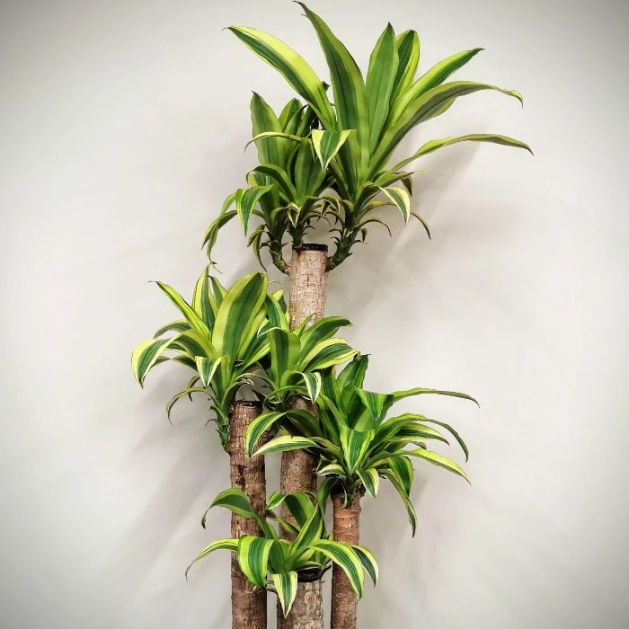 Massangeana Fragrans - 4 Köklü