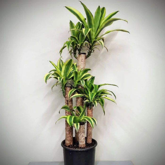 Massangeana Fragrans - 4 Köklü