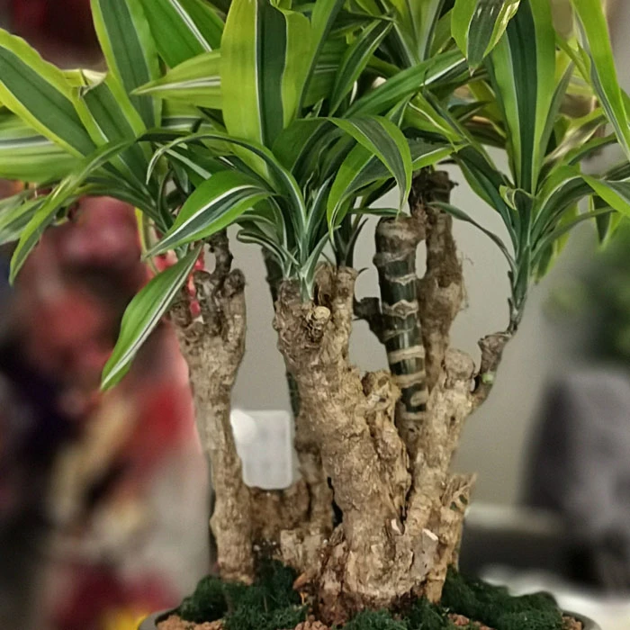 Dracaena Fragrans - Lemon Lime-