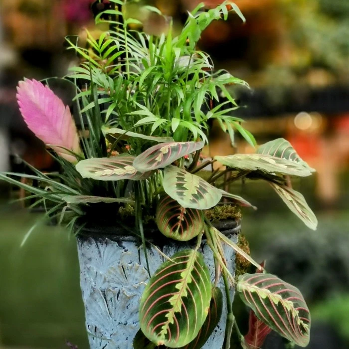 Dua Çiçeği - Maranta