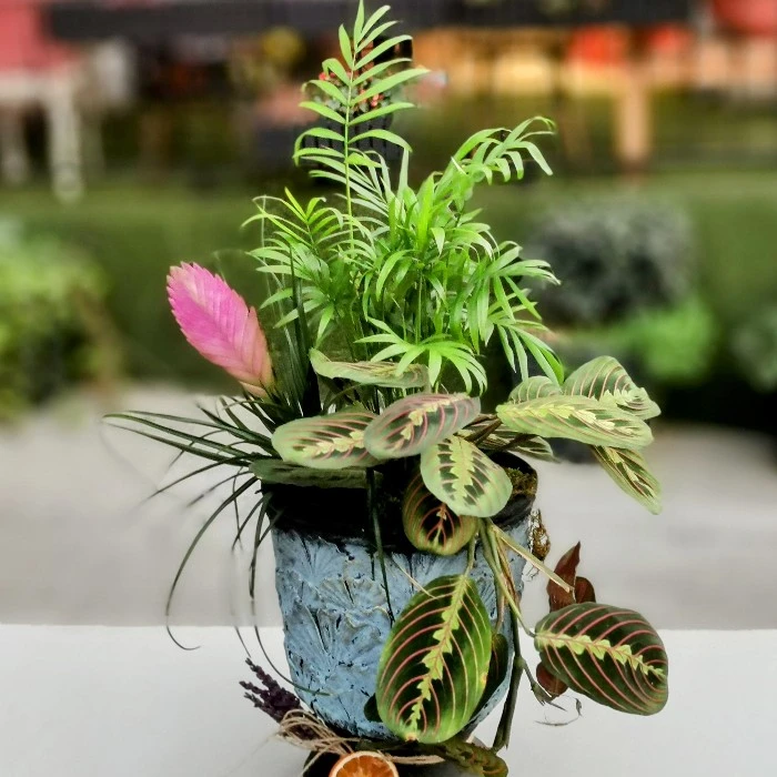 Dua Çiçeği - Maranta