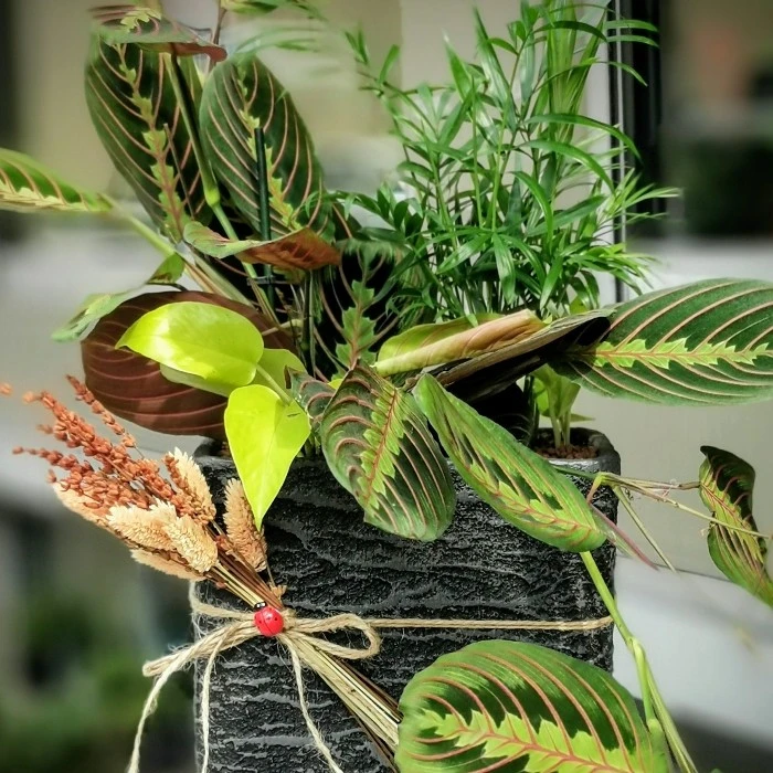 Dua Çiçeği - Maranta