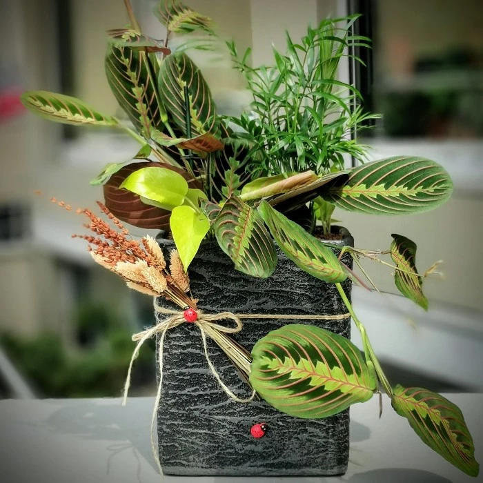 Dua Çiçeği - Maranta