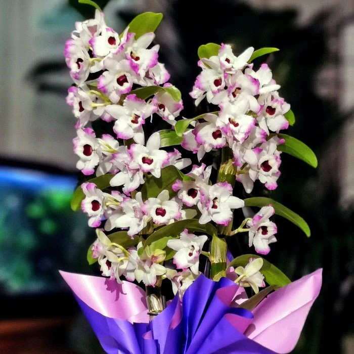 Kokulu Dendrobium Orkide